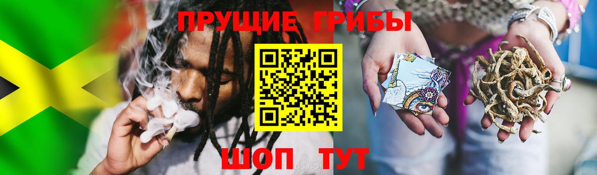 Галлюциногенные грибы Psilocybine cubensis Белгород